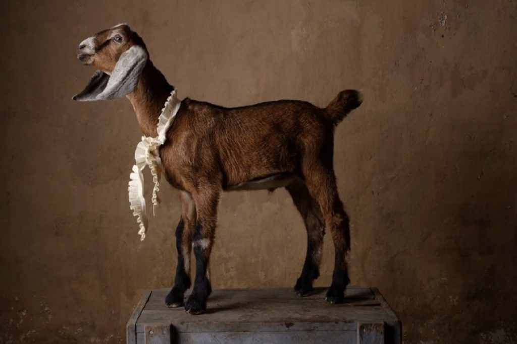 a gathering of goats