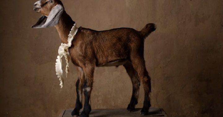 Claire Rosen Brings Her Fantastical Feasts Series to Life at InLiquid with A Gathering of Goats